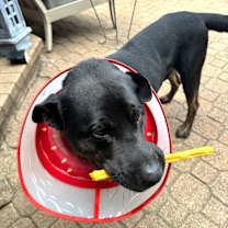 Thumbnail photo of Buddy #4