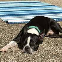 Thumbnail photo of Bo #3