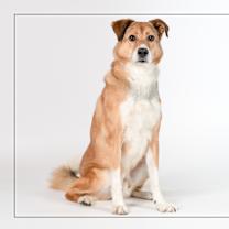 adopt-pet