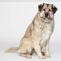 adopt-pet