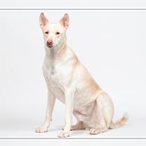 adopt-pet