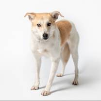adopt-pet