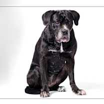 adopt-pet