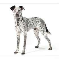adopt-pet