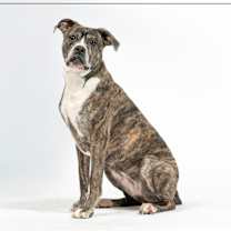 adopt-pet