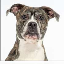 Thumbnail photo of Tora #2