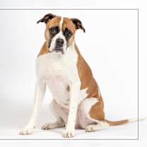 adopt-pet