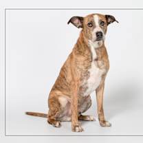 adopt-pet