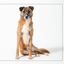 adopt-pet