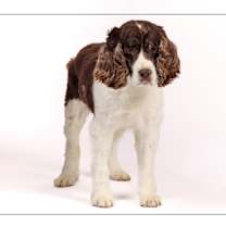 adopt-pet
