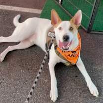 adopt-pet