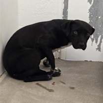 adopt-pet