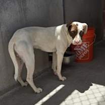 adopt-pet
