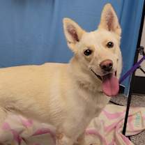 Thumbnail photo of Indy #2