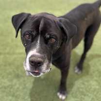 Thumbnail photo of Chewy #2