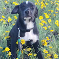 Thumbnail photo of Zeplin #1