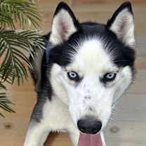 Thumbnail photo of Tabitha #2