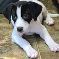 Thumbnail photo of IZZY #1