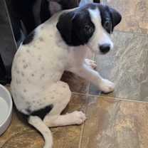 Thumbnail photo of IZZY #2