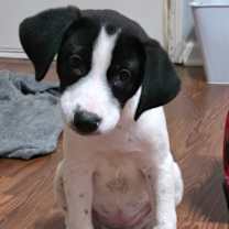 Thumbnail photo of IZZY #3