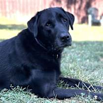 Thumbnail photo of Inky #2