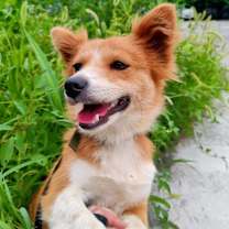 adopt-pet