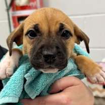 Thumbnail photo of Freyja #3