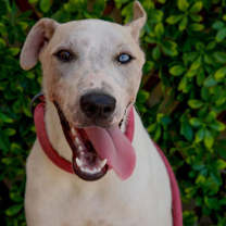 Thumbnail photo of Blue #2