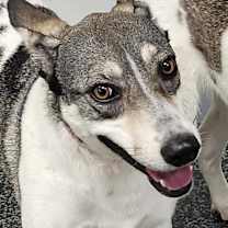adopt-pet