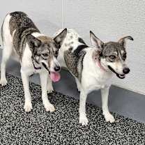 Thumbnail photo of Harley #3