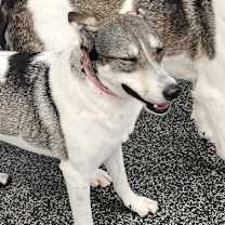 Thumbnail photo of Harley #4