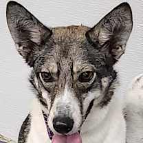 adopt-pet