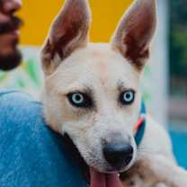 Thumbnail photo of Bowie #1