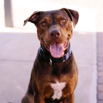 adopt-pet