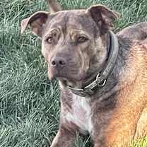 adopt-pet