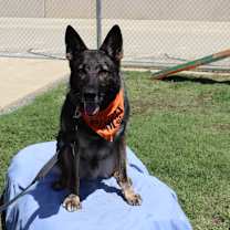 Thumbnail photo of Hunter #1