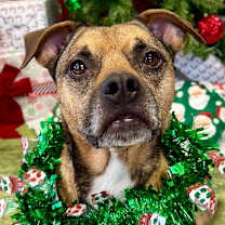 Thumbnail photo of Boomer #3