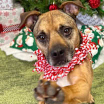 Thumbnail photo of Boomer #4