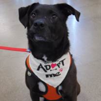 Thumbnail photo of Blitz #2