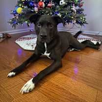 Thumbnail photo of Blitz #4