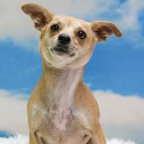adopt-pet