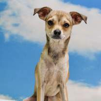 adopt-pet