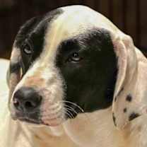 Thumbnail photo of Bentley #1