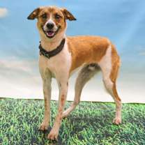 adopt-pet