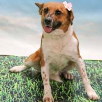 adopt-pet