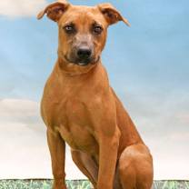 adopt-pet
