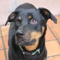 Thumbnail photo of PHOENIX #1