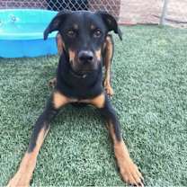 Thumbnail photo of PHOENIX #2