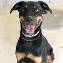 Thumbnail photo of PHOENIX #3