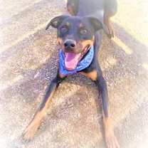 Thumbnail photo of PHOENIX #4